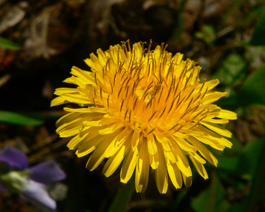 Fun Facts about Dandelion