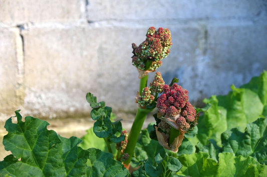 Rhubarb Flowers: What To Do When Rhubarb Bolts and Goes To Seed